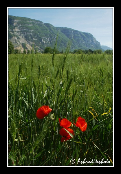 101 fleurs